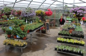 Benches in the greenhouse