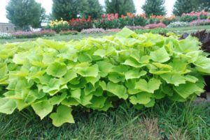 2016 Kansas State University Field Trials