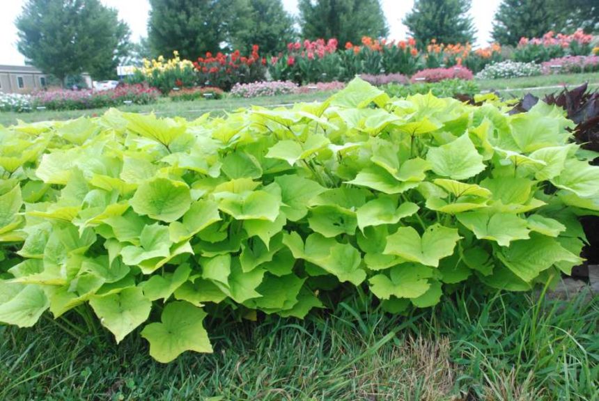 2016 Kansas State University Field Trials