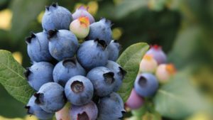 BrazelBerries Brand Gets A New Name: Bushel And Berry