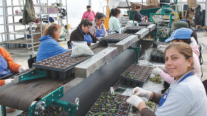 AmericanHort Issues Timely Update on Additional 30,000 H-2B Visas