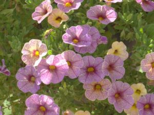 2016 North Carolina State University Field Trials Results