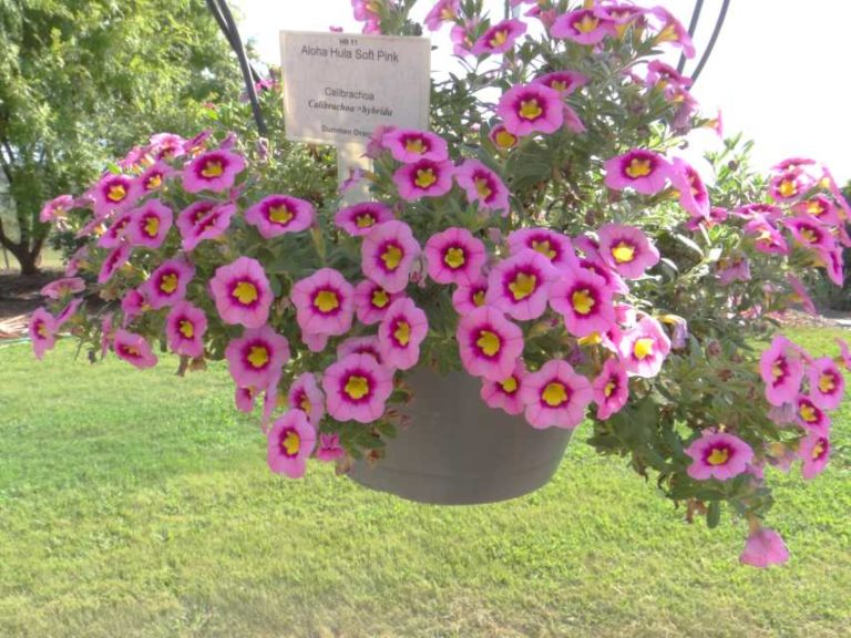 2016 North Carolina State University Field Trials Results