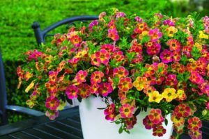 2016 D.S. Cole Growers Field Trials