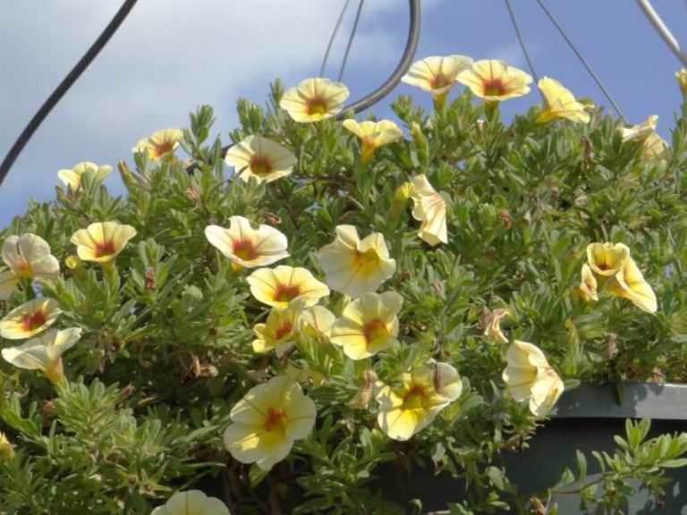 2016 North Carolina State University Field Trials Results