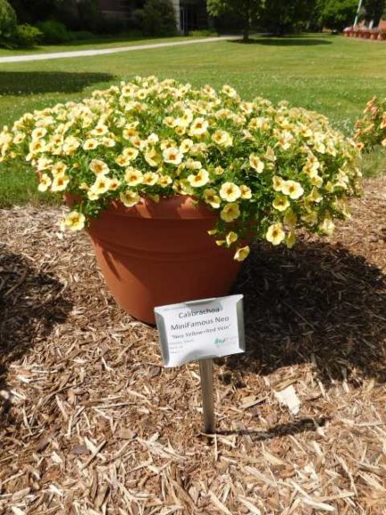 2016 Michigan State University Field Trials