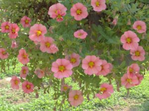 2016 North Carolina State University Field Trials Results