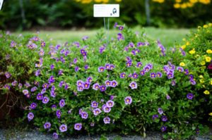 2016 Massachusetts Horticultural Society Field Trials