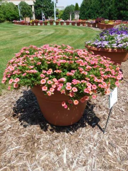 2016 Michigan State University Field Trials