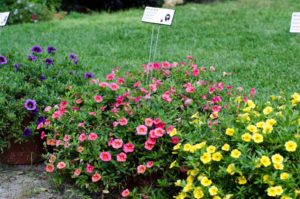 2016 Massachusetts Horticultural Society Field Trials