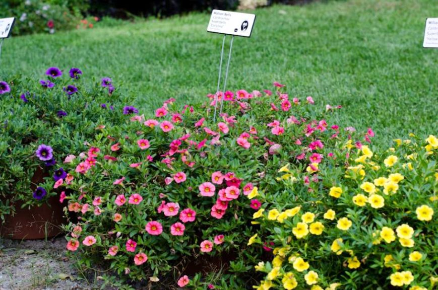 2016 Massachusetts Horticultural Society Field Trials