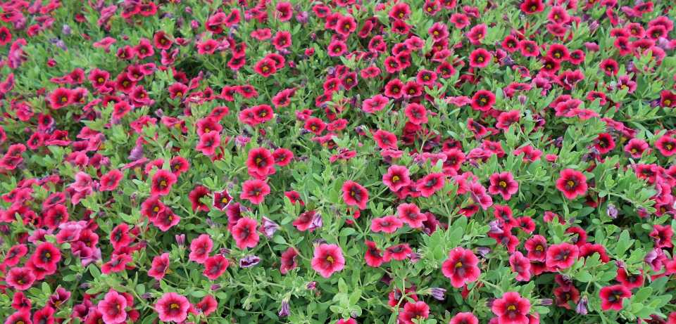 Calibrachoa 'Superbells Pomegranate Punch'