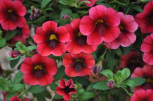 2016 Colorado State University Field Trials 