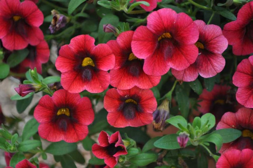 2016 Colorado State University Field Trials 