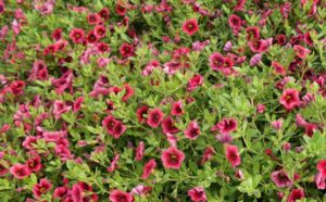 Calibrachoa 'Superbells Pomegranate Punch'
