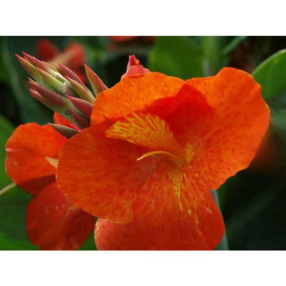 2016 North Carolina State University Field Trials Results