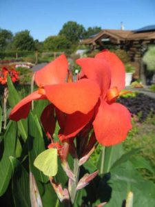 2016 Missouri Botanical Garden Field Trials