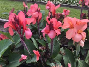 2016 Louisiana State University Field Trials