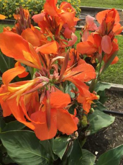 2016 Louisiana State University Field Trials