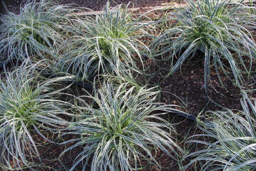 Carex 'Feather Falls'