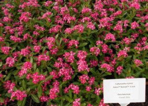 Catharanthus 'Soiree Ka-wa-ii Coral'