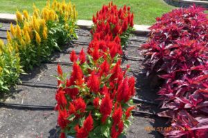 2016 North Dakota State University Field Trials Results