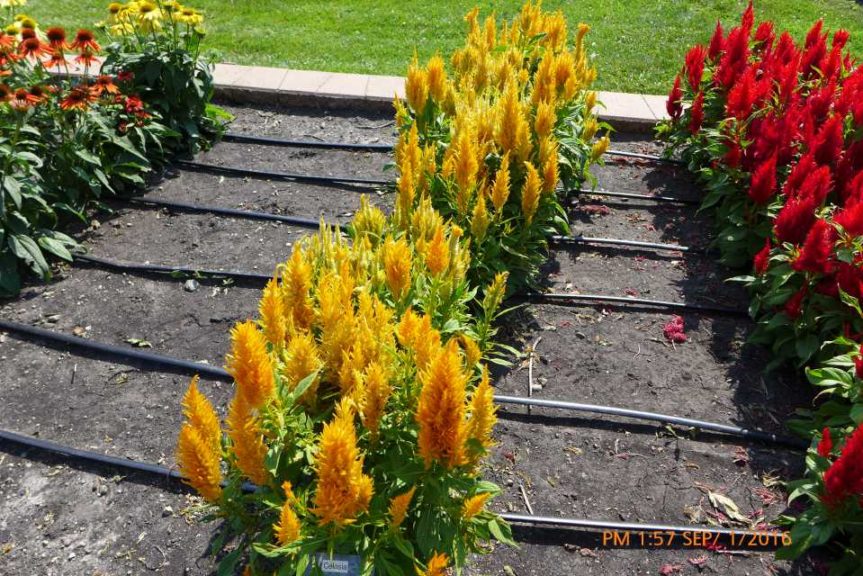 2016 North Dakota State University Field Trials Results