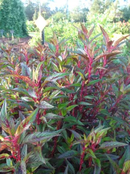 2016 Louisiana State University Field Trials