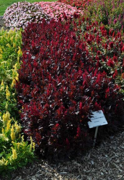 2016 Colorado State University Field Trials 