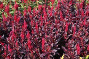 2016 Colorado State University Field Trials 