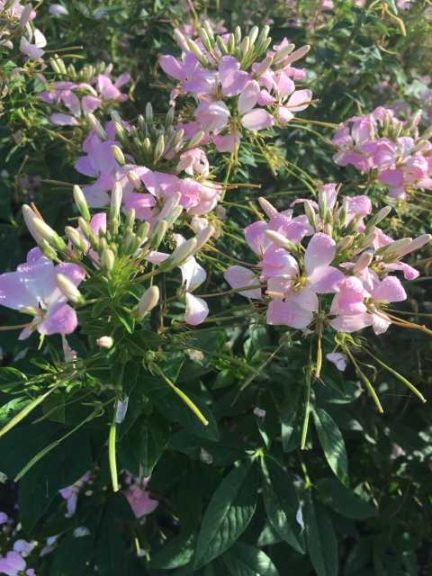 2016 Louisiana State University Field Trials