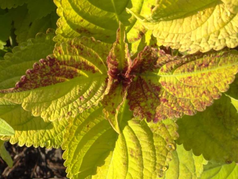 2016 North Carolina State University Field Trials Results