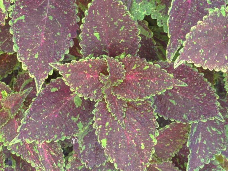 2016 North Carolina State University Field Trials Results