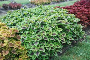 2016 Kansas State University Field Trials