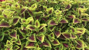 2016 Louisiana State University Field Trials Results