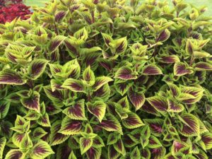 2016 Louisiana State University Field Trials