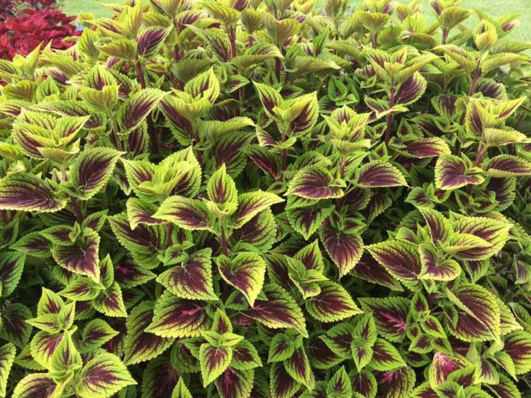 2016 Louisiana State University Field Trials