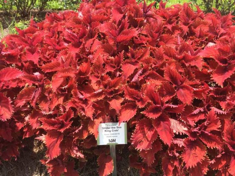 2016 Louisiana State University Field Trials