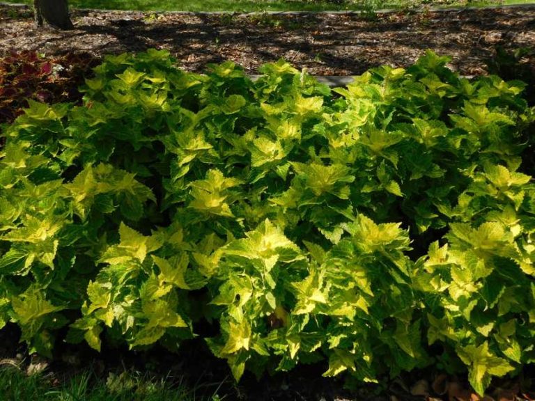 2016 Michigan State University Field Trials