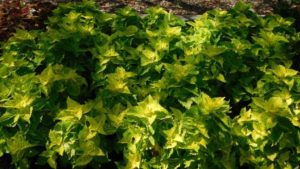 2016 Michigan State University Field Trials Results