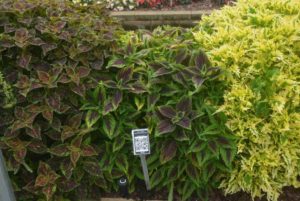 2016 Metrolina Greenhouses Field Trials