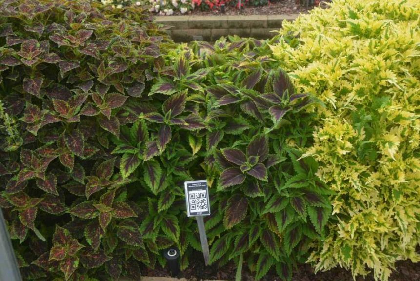 2016 Metrolina Greenhouses Field Trials