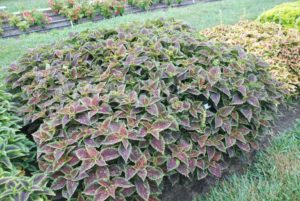 2016 Kansas State University Field Trials