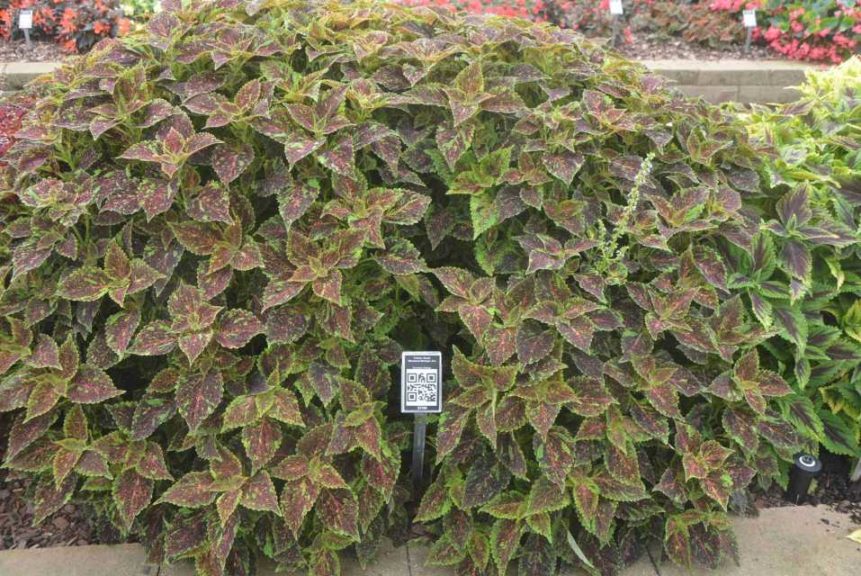 2016 Metrolina Greenhouses Field Trials