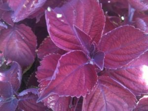 2016 North Carolina State University Field Trials Results