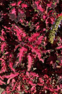 2016 Colorado State University Field Trials 