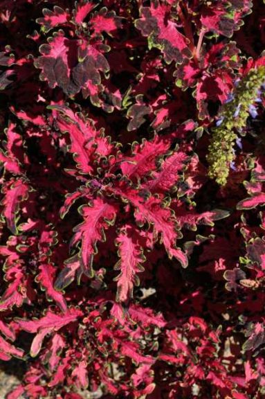 2016 Colorado State University Field Trials 
