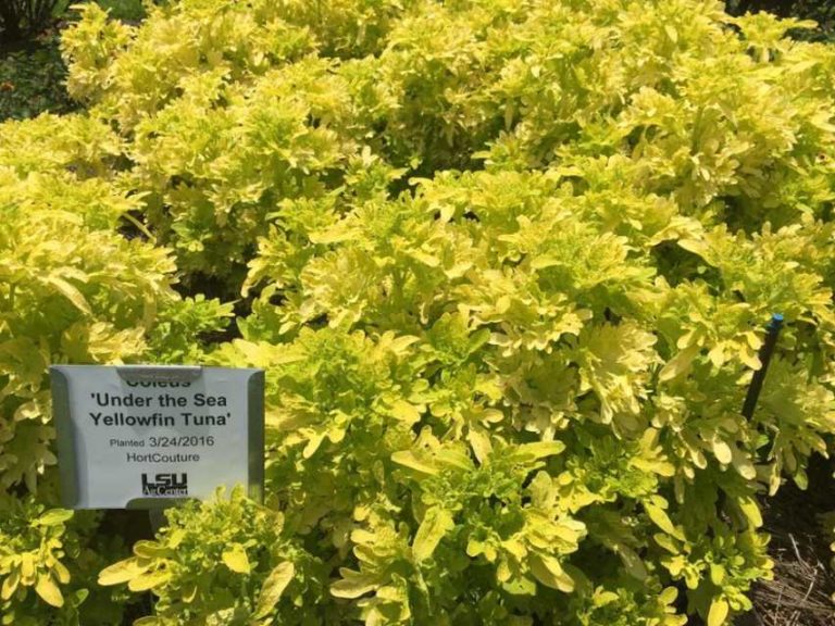 2016 Louisiana State University Field Trials