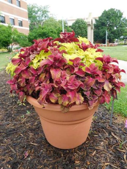 2016 Michigan State University Field Trials