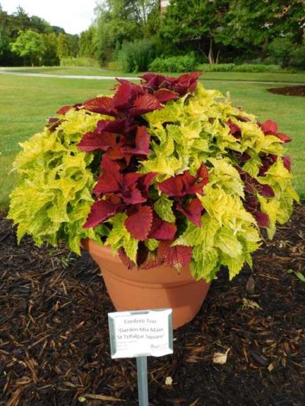 2016 Michigan State University Field Trials